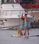 Adventurous labrador goes paddle boarding with owner in Malta