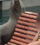 Sea Lion Performs on the Pier