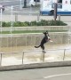 Hilarious dog can\'t stop jumping in sync with water fountain