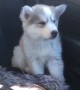 Puppy adorably struggles to stay awake during car ride
