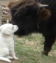 Bison and guard-dog puppy quickly become friends