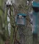 Hide and go squirrel: Hilarious moment one squirrel hides to totally scare fellow squirrel