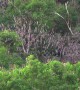 Millions of bats fly out of a cave in Thailand