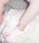 Cat Loves Face Massage