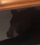 Officers find bear napping on closet shelf in Montana home