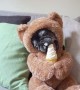 Teddy Bear Pug Loves Ice Cream