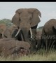 Photographer captures 'extraordinary scene' as elephants mourn deceased friend in Tanzania