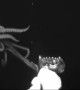 Giant squid caught on camera for first time in the US