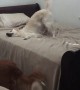 Dog shows her guilty face after caught playing on bed