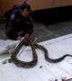 Prankster dumps 15-foot-long python at police station where boss is afraid of snakes