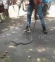 Bloated cobra is filmed being forced to regurgitate seven whole eggs
