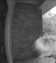 Moment Texas woman slips and almost faceplants her front door is caught on camera