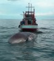 Huge dead whale dragged ashore in Thailand to investigate its cause of death