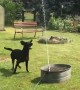 Dog has time of his life playing with backyard water hose