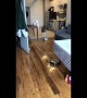 Roomba chases scared German shepherd around Tennessee living room