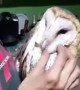 Barn owl enjoys thorough head scratch