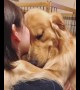 Sweet Golden Retriever just want some hugs