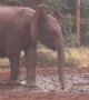 Baby elephant adorably plays soccer in muddy watering hole