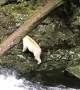 Catching a Glimpse of Extremely Rare Spirit Bear