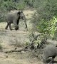 Grumpy elephant chases warthogs away from watering hole
