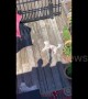Shadow pup-pets! Confused dog thinks his neighbour’s shadow is stroking him