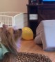 Pooch Plays Bounce the Balloon