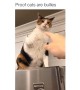 Footage proves that cats are indeed bullies