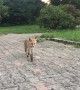 Cute Fox Comes in Close