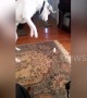 Confused US dog launches attack on beam of sunlight on carpet