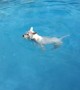 Eager dog desperately wants to jump in the pool