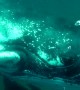 Massive whale shark crashes into diver\'s camera