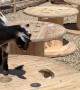 Tiny Goat Learns How Far It Can't Jump