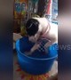 Adorable tiny puppy fails to stay awake during bath time