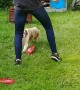 Vixey, the Expert Frisbee Chasing Dog