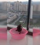 Determined turtle in China can't quite climb out of a plastic bowl
