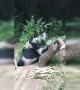 Panda cub pushes mum after falling down tree trunk in China's Guangzhou