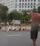Dozens of Ducks Cause Traffic Jam
