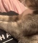 Kitty Kneads Human