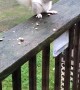 Albino Squirrel Squares Off to Protect Nuts