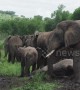 Baby elephants muck around in mud bath at Rwanda national park