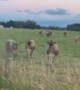 Cows incredibly rush over to listen to saxophone player