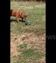 Confused US dog barks at popped football after it 'hisses' at him