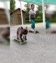 This French bulldog can skateboard better than most people