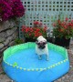 Pug keeps cool in the UK in paddling pool