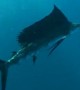 Diver has face to face encounter with world\'s fastest fish