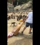 Woman feeds hundreds of wild monkeys in Thailand
