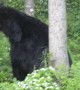 Bear Turns Tree into Backscratcher