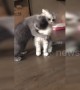Enthusiastic Scottish fold cat desperately tries to gain the attention of his feline friend