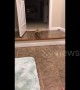 Tiny US puppy whines as she attempts to get down a step