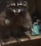 Russian Raccoon Needs Rescuing